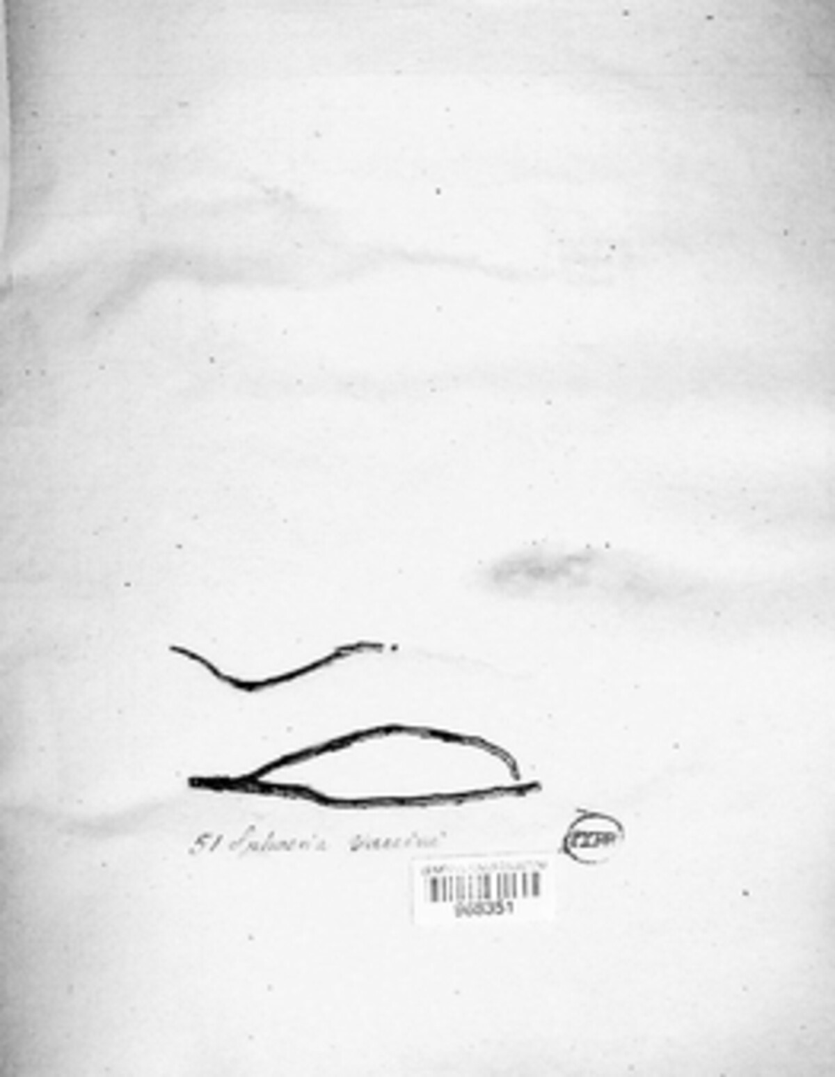 Gibbera vaccinii image